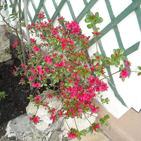 Harmonie Guest house *